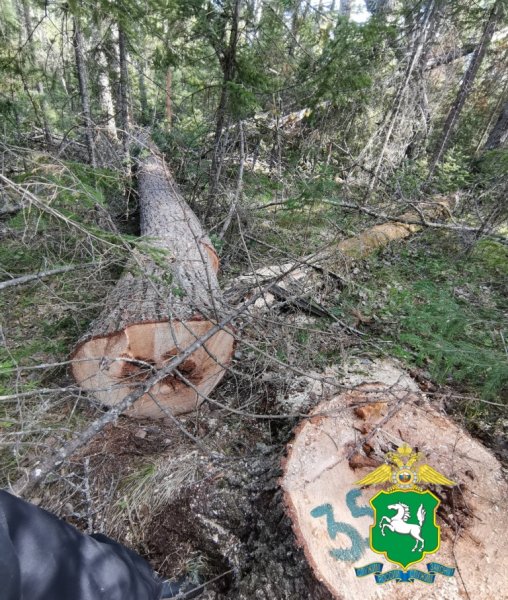 В Чаинском районе полицейские установили подозреваемого в краже деревьев