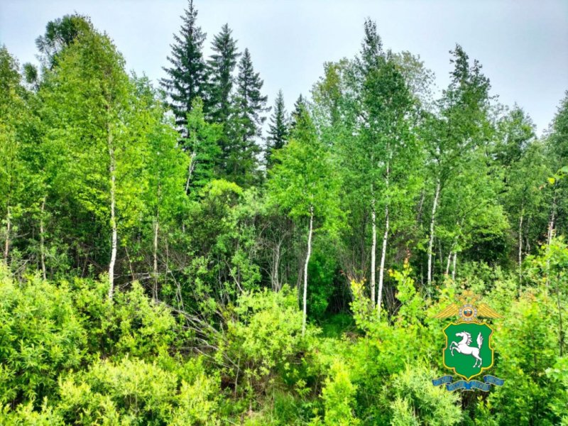 В Бакчарском районе полицейские установили подозреваемого в незаконной рубке лесных насаждений