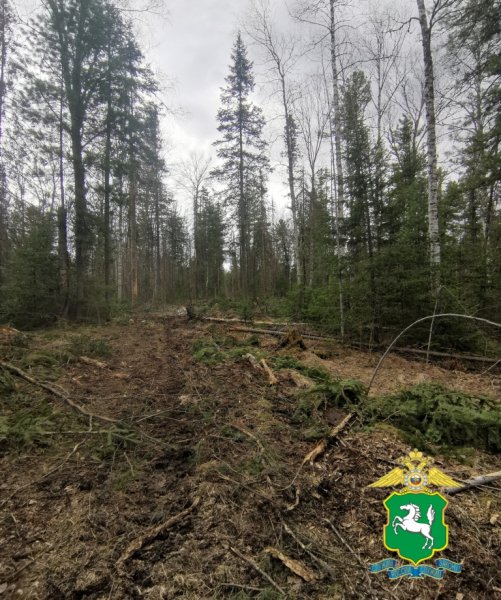 В Чаинском районе полицейские установили подозреваемого в краже деревьев