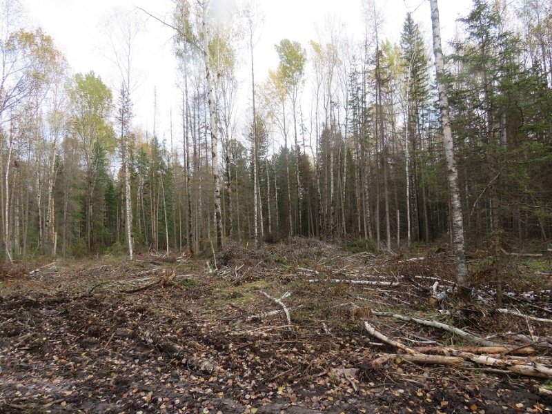 В Бакчарском районе оперативники уголовного розыска установили подозреваемого в незаконной рубке лесных насаждений